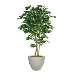 7' Deluxe Ficus Tree in Light Grey Vertically Ridge Planter