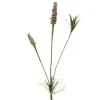 Desert Mullein