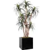 6.5' Dracaena Tree in Block Planter