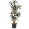 8' Dracaena Tree in Liner