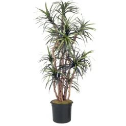 8' Dracaena Tree in Liner
