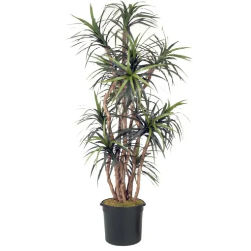 8' Dracaena Tree in Liner