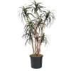 6.5' Dracaena Tree in Liner