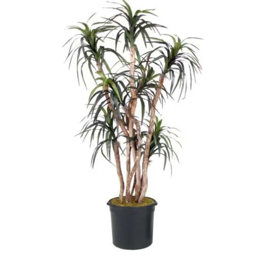 6.5' Dracaena Tree in Liner