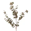 Everlasting Eucalyptus  (Sold in Multiples of 12)