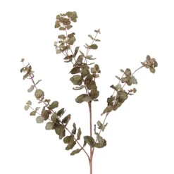 Everlasting Eucalyptus  (Sold in Multiples of 12)