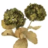 Everlasting Hydrangea