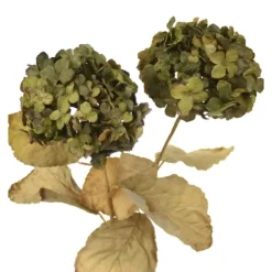 Everlasting Hydrangea