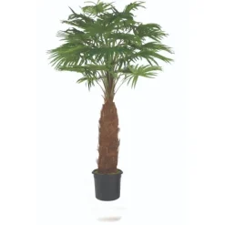 8' Fan Palm Tree in Plastic Pot