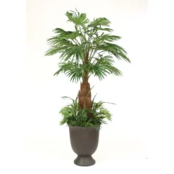 8' Fan Palm with Ground Cover in Black Bean Finish Concrete Container