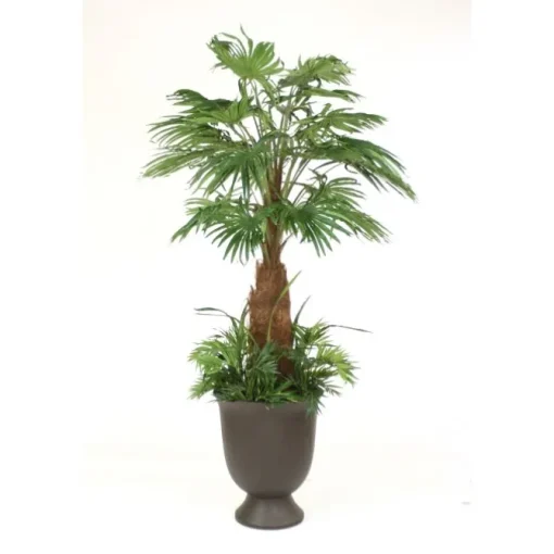8' Fan Palm with Ground Cover in Black Bean Finish Concrete Container