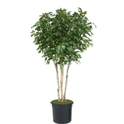 8' Ficus Tree in Liner