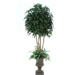 8' Ficus Tree with Ground Cover in Tan Fiberglass Urn
