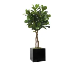 6' Fiddle Leaf Tree in Block Planter