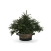 Fir Tree in Oval Antique Planter