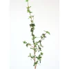 Firethorn Berry in Blue (Sold in Multiples of 12)