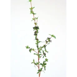 Firethorn Berry in Blue (Sold in Multiples of 12)