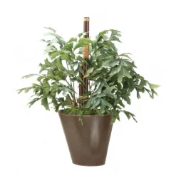 Fishtail Palm in Oval Leather Planter