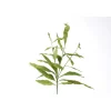 Fox Glove Leaf in Green