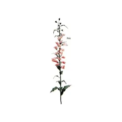 Foxglove - Pink
