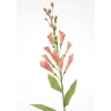 Foxglove in Soft Pink