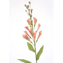 Foxglove in Soft Pink