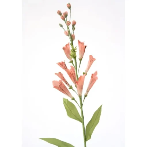 Foxglove in Soft Pink