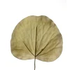 Galax Leaf Dried in Dark Green  (Sold in Multiples of 144)
