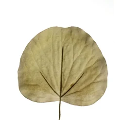Galax Leaf Dried in Dark Green  (Sold in Multiples of 144)