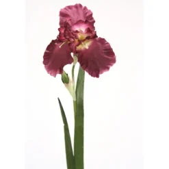 German Iris Amethyst (Sold in Multiples of 12)