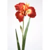 German Iris in Rust Gold (Sold in Multiples of 12)