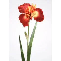 German Iris in Rust Gold (Sold in Multiples of 12)