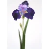 German Irisblue Violet (Sold in Multiples of 12)