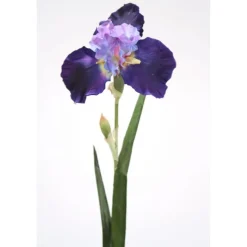 German Irisblue Violet (Sold in Multiples of 12)