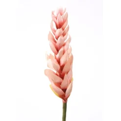 Ginger Torch in Soft Pink Petals and a Rose Red Center