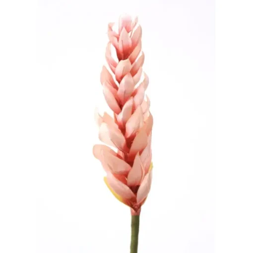 Ginger Torch in Soft Pink Petals and a Rose Red Center
