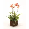 Gold-Burgundy Phalaenopsis Orchid in Bird Nest (Sold in Multiples of 2)