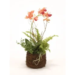 Gold-Burgundy Phalaenopsis Orchid in Bird Nest (Sold in Multiples of 2)