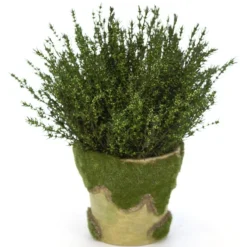 Grabia Basil in Moss Pot