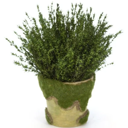 Grabia Basil in Moss Pot