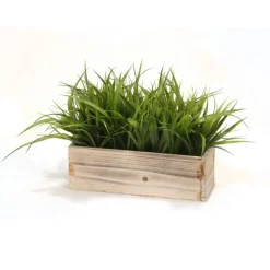 Grass in White Washed Box