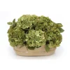Green & Green Brown Hydrangeas in Ceramic Oval Planter