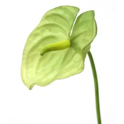31" Green Anthurium Spray  (Sold in Multiples of 12)