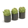 Green Artichokes in Black Circle Pot (Set of 3)