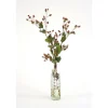 Green Brown Hypericum Berries in Anise Bottle (Packed 1)