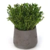 Green Pubescens in Chocolate Planter (Pack 2)