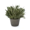 Green Stoebe and Salignum in a Clay Pot