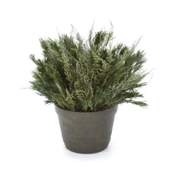 Green Stoebe and Salignum in a Clay Pot