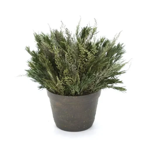 Green Stoebe and Salignum in a Clay Pot