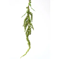Hanging Amaranthus Spray in Sage Green  (Sold in Multiples of 12)